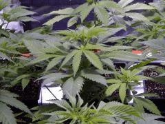Opium Paradise Seeds (4)