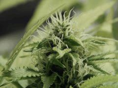 Opium Paradise Seeds  (16)