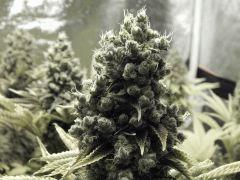 Paradise Seeds Opium  (3)