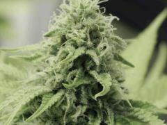 Opium Paradise Seeds  (17)