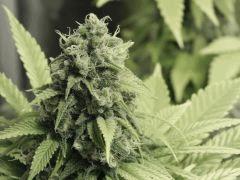Paradise Seeds Opium Flo middle (15)