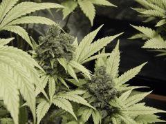 Paradise Seeds Opium Flo 64 (14)