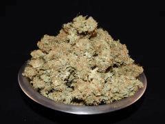 Opium Paradise Seeds Report (4)