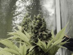 Paradise Seeds Opium Flo 64 (8)