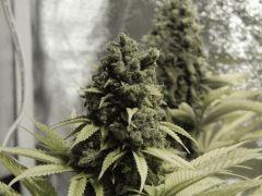 Paradise Seeds Flo68 (5)