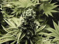 Paradise Seeds Opium Flo 60 (10)