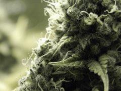 Paradise Seeds Opium Flo50 (10)