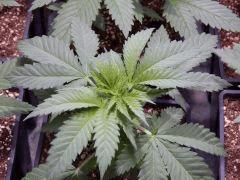 Opium Paradise Seeds R (6)