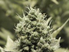 Paradise Seeds Opium Flo 60 (14)
