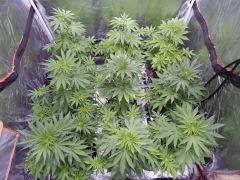 Opium Paradise seeds As (4)