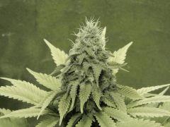 Paradise Seeds Opium (17)
