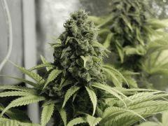 Paradise Seeds Opium Flo50 (5)