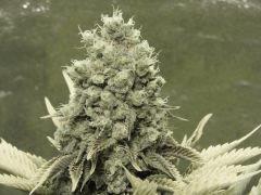 Paradise Seeds Opium Flo 60 (16)