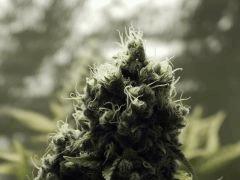 Paradise Seeds Opium Flo 55 (4)