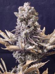 Flo80 cut2  Opium Paradise Seeds (15)