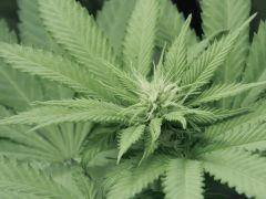 Paradise Seeds Opium pistils (10)