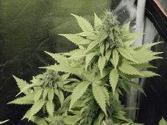 Paradise Seeds Opium (18)