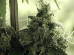 Paradise Seeds Opium Flo middle (13)
