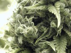 Paradise Seeds Opium Flo50 (11)