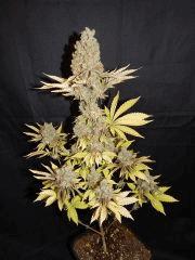 Flo80 cut2  Opium Paradise Seeds (19)