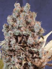 Opium Paradise Seeds Cut (24)