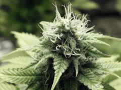 Opium Paradise Seeds  (6)