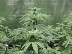 Paradise Seeds Opium pistils (6)