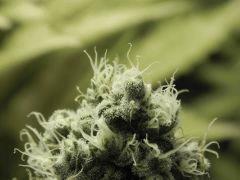 Paradise Seeds Opium Flo50 (21)
