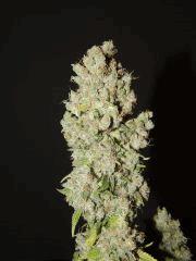 Opium Paradise Seeds Cut (30).JPG