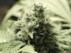 Paradise Seeds Opium Flo 60 (35)