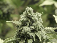 Paradise Seeds Opium Flo 55 (6)