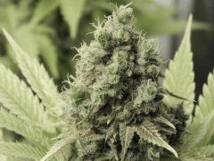 Paradise Seeds Opium Flo 60 (15)