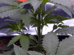 Opium Paradise Seeds R (4)