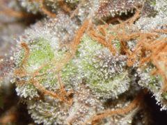 Flo 83 Paradise Seeds Opium (26)