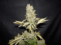 Opium Paradise Seeds Cut (4)