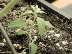 Paradise Seeds Opium Flo 64 (22)