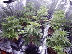Opium Paradise Seeds rempot (12)