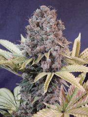 Opium Paradise Seeds Cut (16)