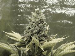 Paradise Seeds Opium Flo 60 (32)