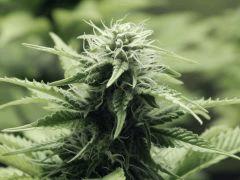 Paradise Seeds Opium (7)