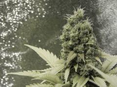 Paradise Seeds Flo68 (10)