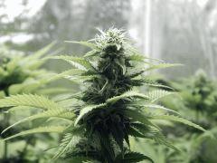 Paradise Seeds Opium (4)