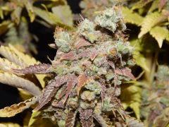 Flo80 cut2  Opium Paradise Seeds (29)