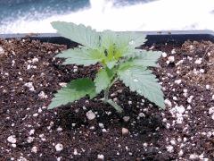 JDC Opium Paradise seeds (14)