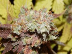 Flo80 cut2  Opium Paradise Seeds (28)