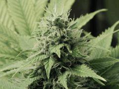 Paradise Seeds Opium (4)