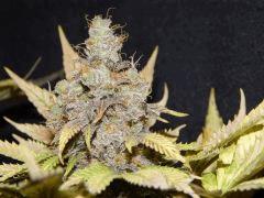 Flo 83 Paradise Seeds Opium (4)