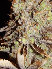 Flo80 cut2  Opium Paradise Seeds (7)