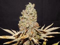 Flo80 cut2  Opium Paradise Seeds (23)