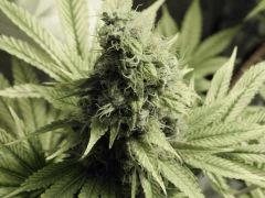 Paradise Seeds Opium Flo 55 (12)